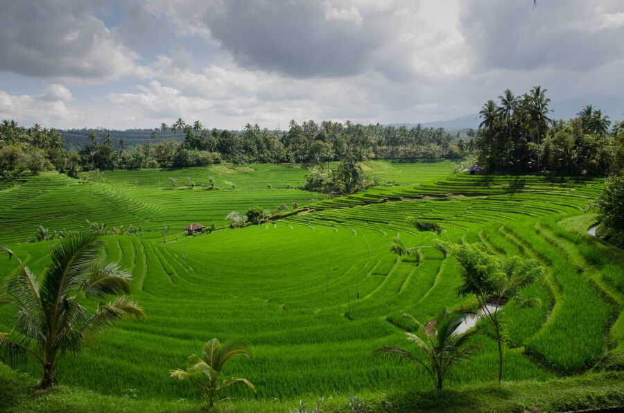 rice terraces, paddy, paddies-384665.jpg